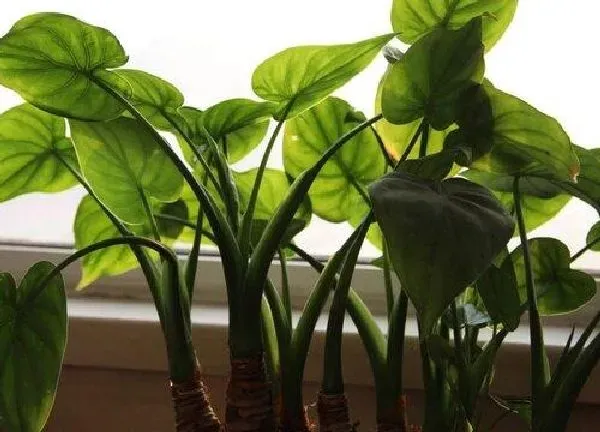 植物浇水|千手观音几天浇一次水 春夏秋冬各不同