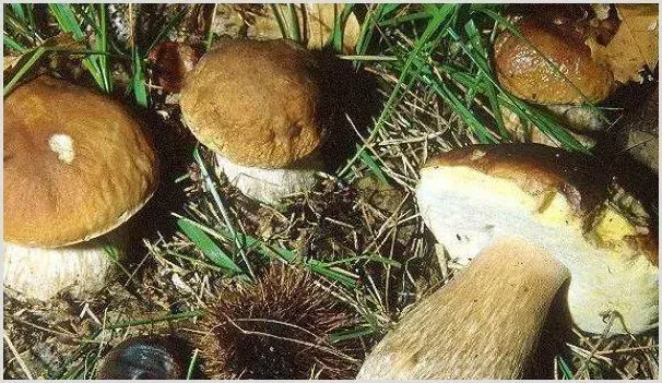 丛菌什么季节生长 | 耕种资料