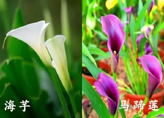 植物种类|海芋和马蹄莲是一种花吗