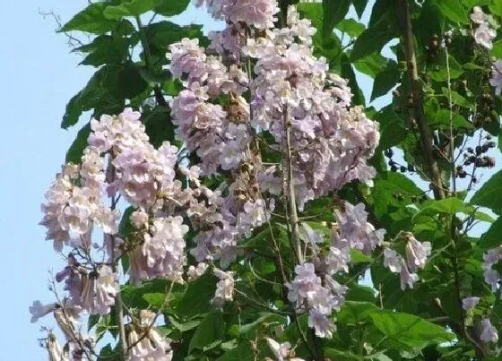 植物百科|法国梧桐开花吗 开花什么样子