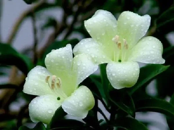 植物浇水|非洲茉莉浇水的正确方法 浇水原则及注意事项