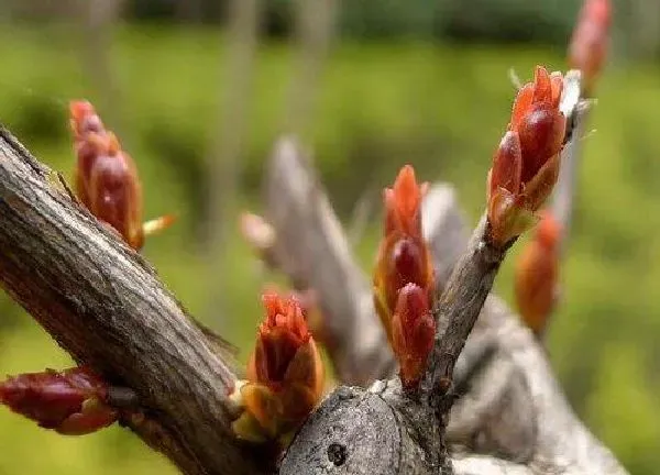 植物发芽|紫薇什么时候发芽长叶