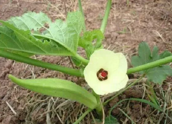 种植方法|黄秋葵怎么种植 种植时间和管理方法