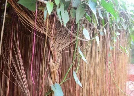 室内摆放|家里种锦屏藤风水好吗