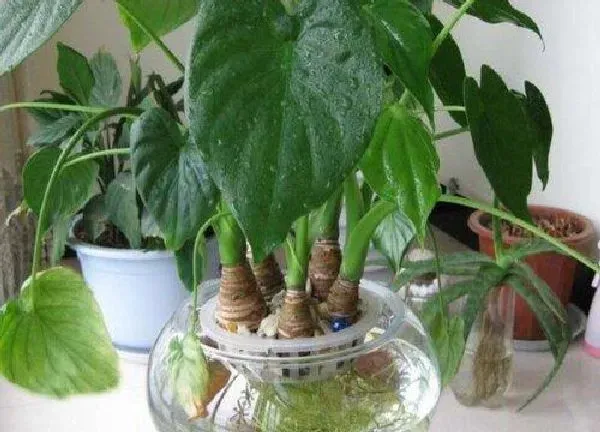 植物浇水|千手观音几天浇一次水 春夏秋冬各不同