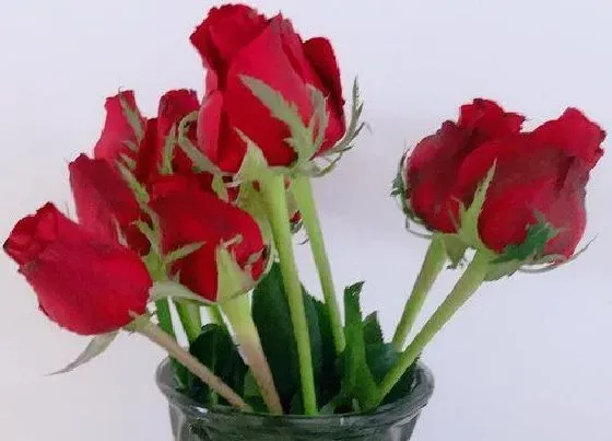 果实保存|鲜花的保存方法