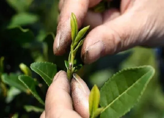 果实成熟|龙井采摘时间和收获季节