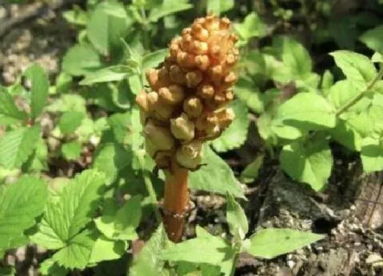 生长环境|天麻的生长环境及生长地方条件