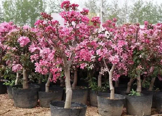 开花时间|海棠什么季节开花 开花时间