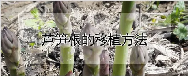 芦笋根的移植方法 | 农业科普