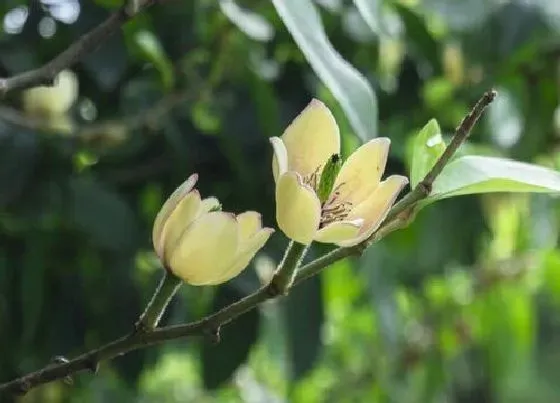 植物百科|春节香花又叫什么花