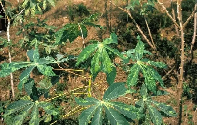 植物种类|中国八大剧毒植物名称及图片（剧毒植物排行榜前十）