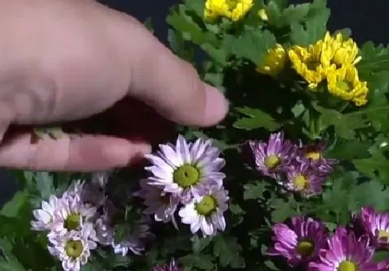 种植管理|菊花摘心时间 摘心方法及步骤图解