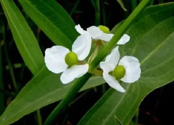 植物百科|慈姑是什么植物