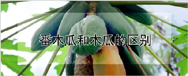 番木瓜和木瓜的区别 | 种植资料
