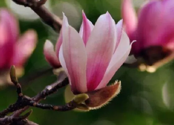 花语|玉兰花花语和寓意 象征着什么寓意