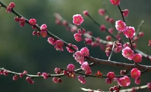 养殖科普|梅花喜阴还是喜阳光的植物 可以晒太阳吗