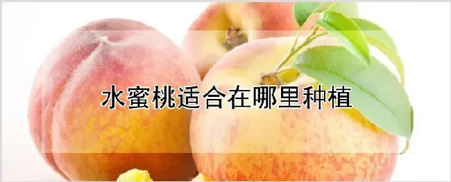 水蜜桃适合在哪里种植 | 养殖技术