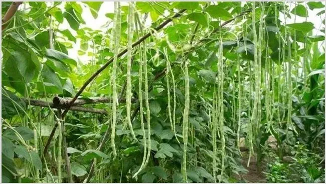 豆角歇伏防治措施 | 种植施肥