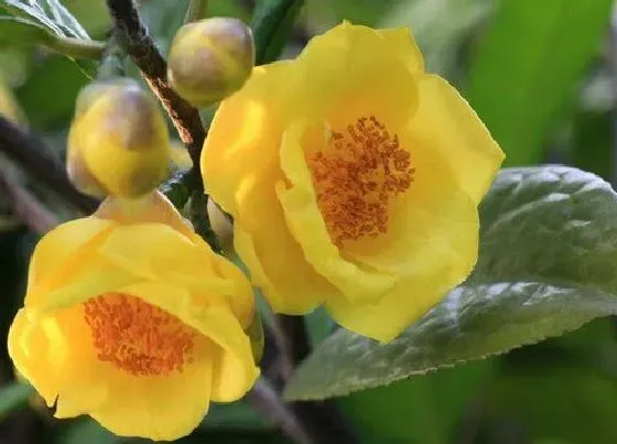 掉叶子|金花茶掉叶子怎么办