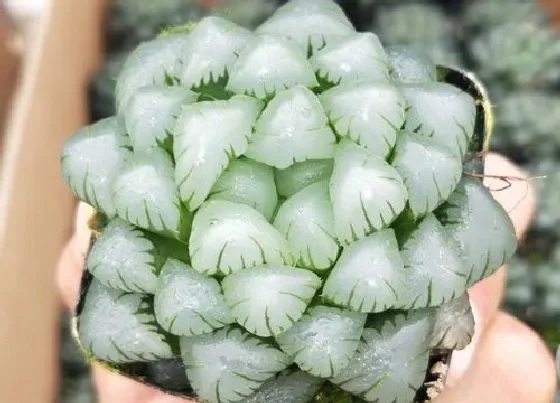 冬天植物|玉露耐寒多少度