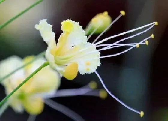 花卉百科|汕头的市花是什么花