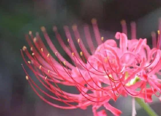 花卉趣闻|十大最漂亮的花卉（中国最漂亮的花朵的名字及图片）