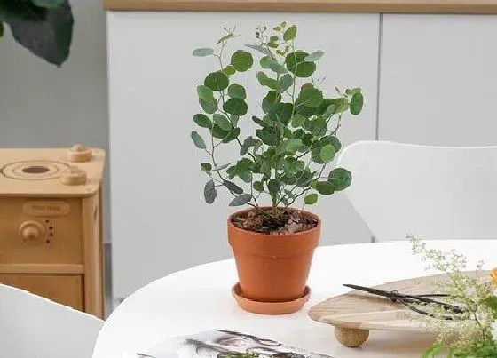 植物毒性|尤加利叶香味有毒吗