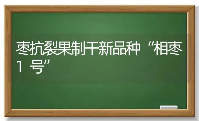 枣抗裂果制干新品种“相枣1号” | 瓜果种植