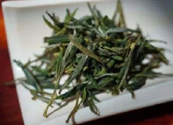 食用常识|紫笋茶属于什么茶