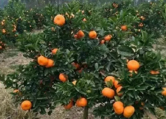 开花时间|金桔树几月份开花结果 开花到结果成熟要多久