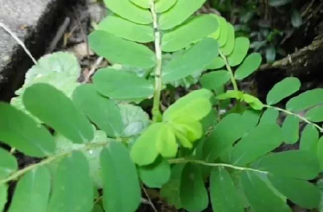 功效常识|阴阳草的功效与作用