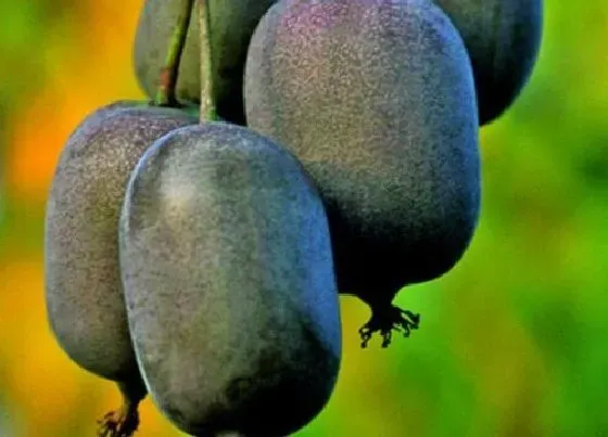 种植管理|软枣猕猴几年结果实 种植多久挂果