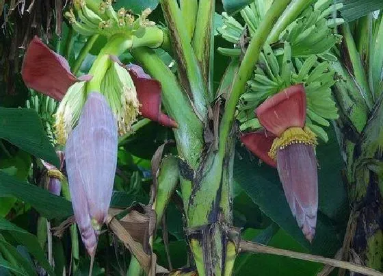 植物百科|香蕉开花吗 开花什么样子