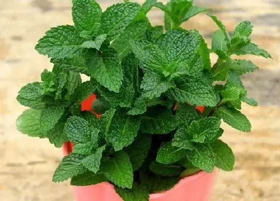 植物文学|薄荷的生长过程