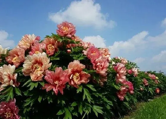 种植方法|牡丹花籽种植时间和方法 栽培技术与管理