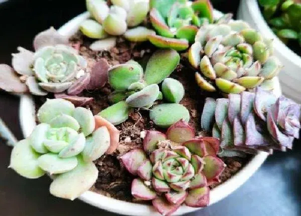 植物浇水|如果多肉浇多了水怎么办（不小心多肉植物浇水过多补救）