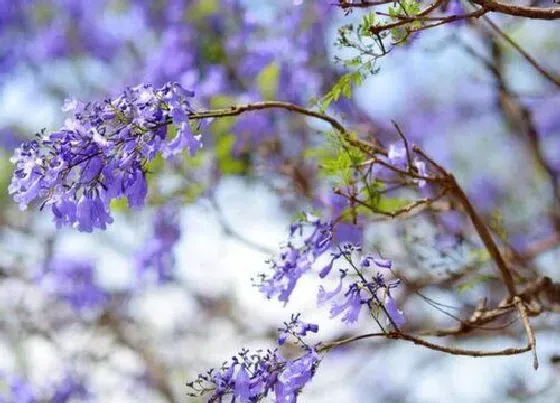 花期|蓝花楹一年开几次花 花期多长时间