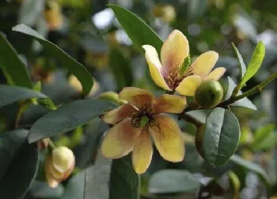 植物百科|春节香花又叫什么花