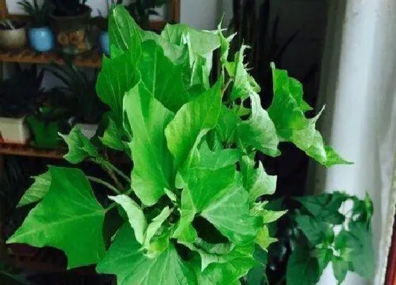 种植管理|红薯打顶时间及方法步骤