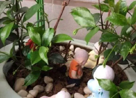 叶蔫|茉莉花叶子发蔫原因及补救方法