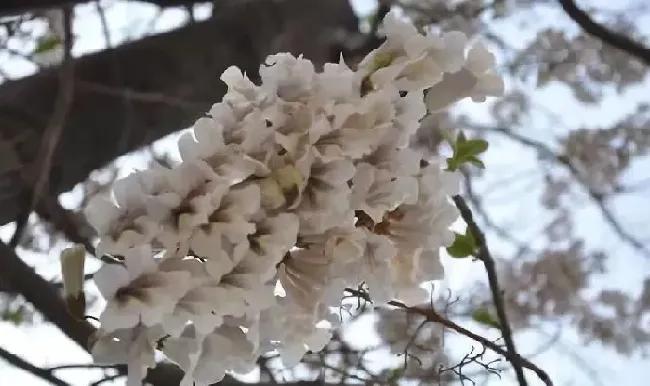 植物种类|中国十大最稀有的花（我国最罕见最名贵又漂亮的花卉）