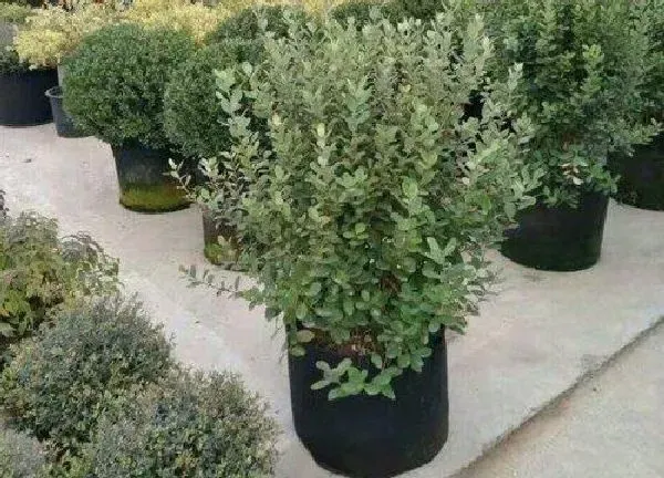 养殖科普|菲油果可以盆栽吗