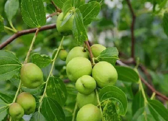 种植方法|枣树种植时间和方法