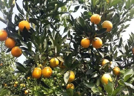 植物施肥|橙子树施什么肥最好