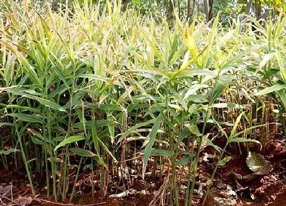 种植管理|山东生姜几月份种植合适