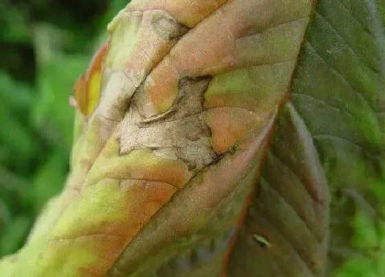 植物病害|苋菜炭疽病的发病原因与治疗方法