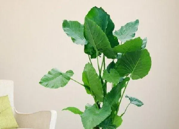 养殖科普|滴水观音喜阴还是喜阳光的植物