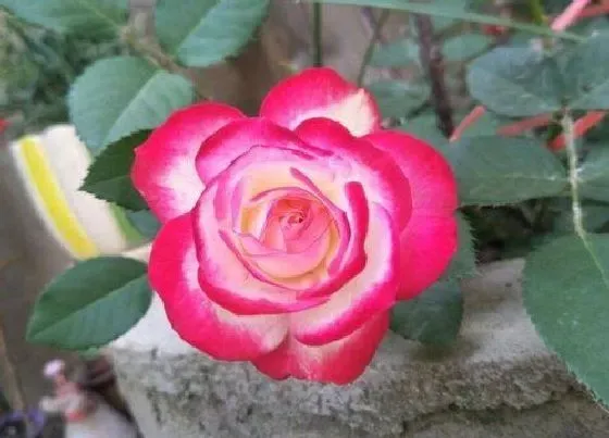 花语|各种玫瑰花颜色代表的含义（玫瑰花花语和象征含义大全）