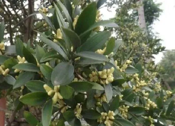 植物百科|竹柏会开花吗 开花的寓意是什么